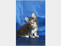 4922867 Gattini maine Coon