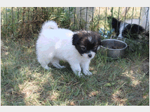 4932461 Cucciola papillon pedigree