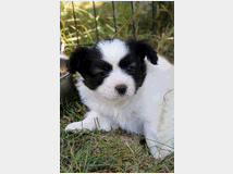 4932464 Cucciola papillon pedigree