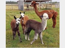 4932611 alpaca femmine in