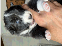 4940764 Cuccioli Border Collie