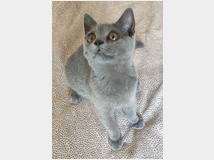 4942790 British shorthair 