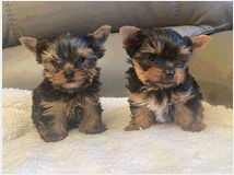 4942952 Yorkshire Terrier 