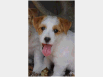 4949454 Cucciolo Jack Russell