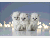 4950785 cuccioli gattini ragdoll