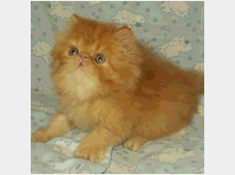 4968571 Cuccioli di gattini