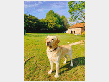 5005809 Cuccioli Labrador 