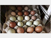 5026814 Galline razza marans