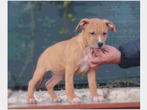 5066943 Amstaff cuccioli 