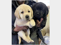 5073177 Labrador Retriever 