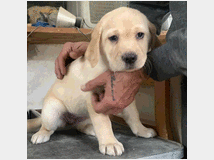 5095258 Labrador Retriever 