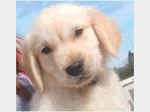 5112484 golden retriever cuccioli