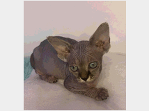 5124923 Gatto Sphynx 