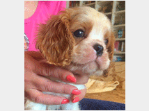 5126215 Cavalier king Charles