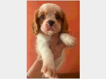 5126218 Cavalier king Charles