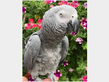 5132103 African Gray Parrot