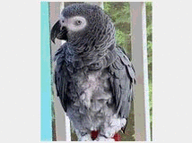 5132107 African Gray Parrot