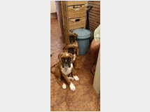 5134304 Cuccioli di Boxer