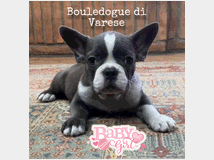 5140460 Bulldog francese Bouledogue