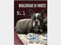 5140461 Bulldog francese Bouledogue