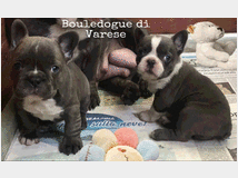 5140462 Bulldog francese Bouledogue