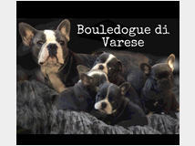 5140463 Bulldog francese Bouledogue