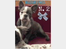 5140465 Bulldog francese Bouledogue