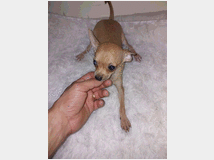 5156011 Cuccioli chihuahua toy