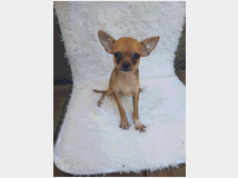 5156030 Chihiahua toy 