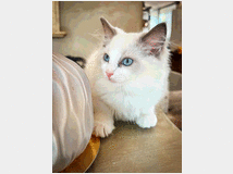 5159141 Cucciolo Ragdoll con