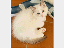 5159143 Cucciolo Ragdoll con