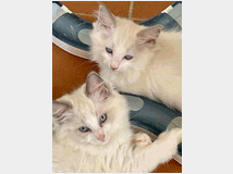 5159144 Cucciolo Ragdoll con