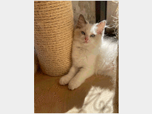 5159147 Cucciolo Ragdoll con