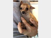 5162254 Cuccioli chihuahua pelo