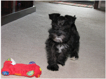 5194054 Cuccioli di Schnauzer