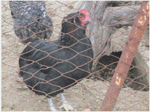 5205061 gallo barbuto 