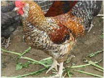 5205062 gallo barbuto 