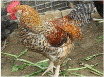 5205064 gallo barbuto 