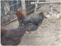 5205069 galline particolari 