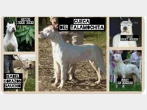 5221699 Dogo Argentino 