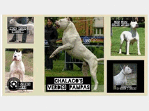 5221700 Dogo Argentino 