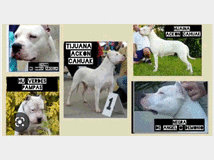 5221701 Dogo Argentino 