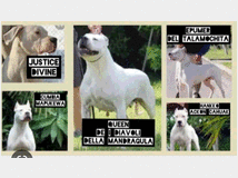 5221702 Dogo Argentino 