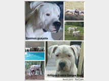 5221703 Dogo Argentino 