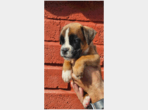 5226563 cuccioli di boxer