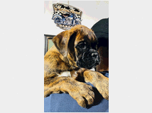 5226564 cuccioli di boxer