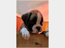 5226566 cuccioli di boxer