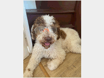 5232275 Lagotto romagnolo di