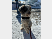 5232276 Lagotto romagnolo di