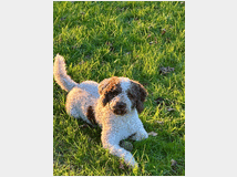 5232277 Lagotto romagnolo di